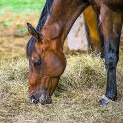 Why you should be steaming your horse's hay