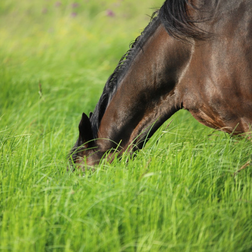 Laminitis Management & Treatment