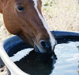 Know your horse's water requirements