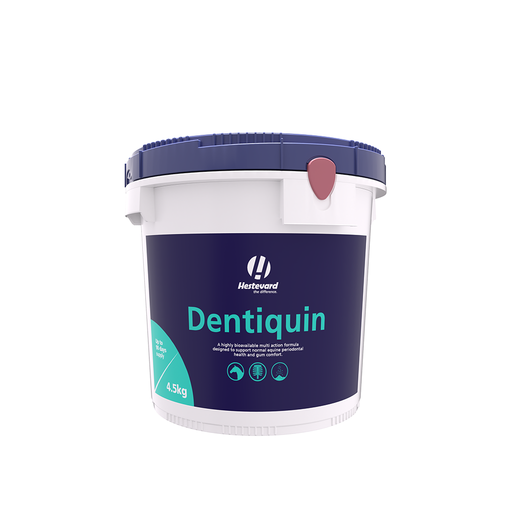 Hestevard Dentiquin