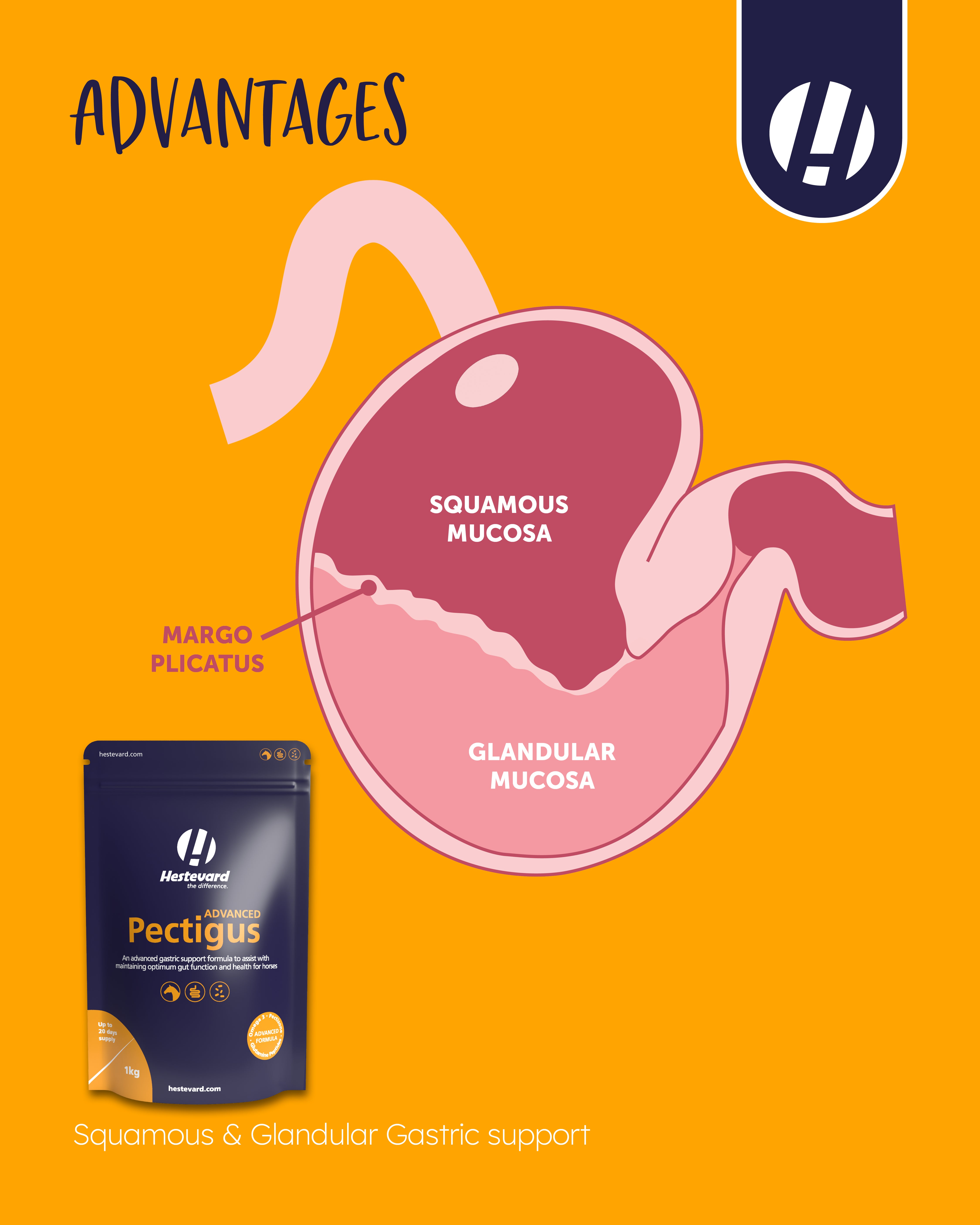 Hestevard Pectigus ADVANCED